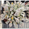 T.calcarea (Campbell) - Seed